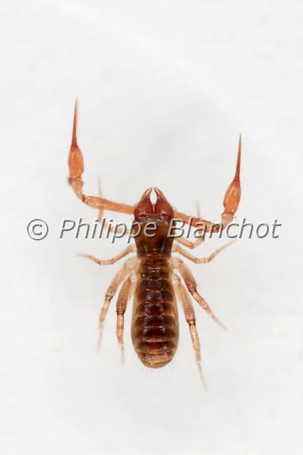 Pseudoscorpionida_7449.JPG - Arachnida, Pseudoscorpionida, Chthoniidae, Pseudoscorpion (Chthonius ischnocheles), mâle, 2 mm, Common Chthonid